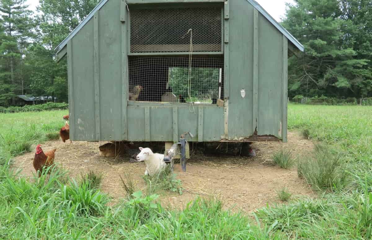 How To Fix a Muddy Run Chicken Coop