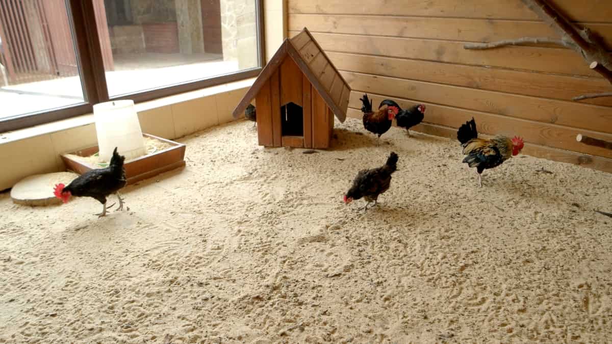 Hens and Roosters in Coop