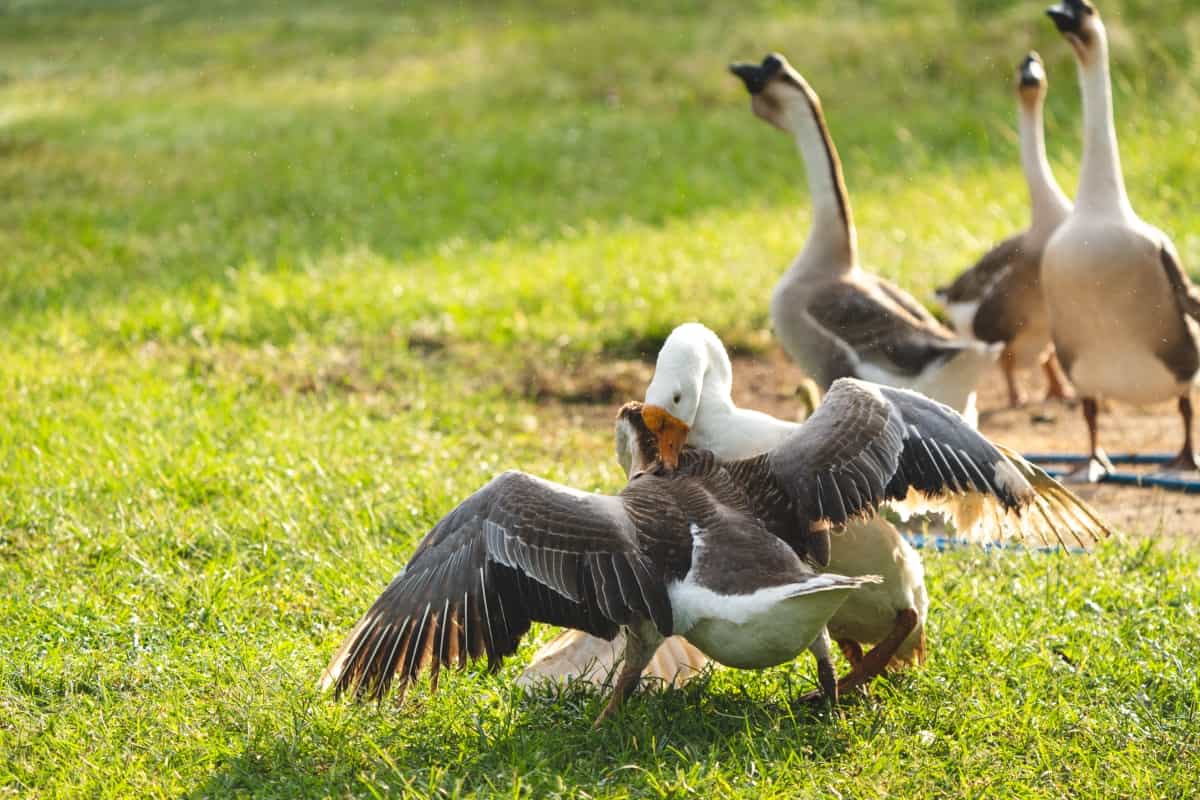 Fighting Geese