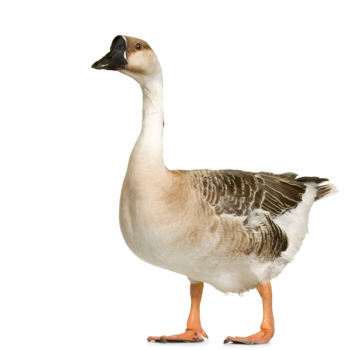 How to Raise African Geese
