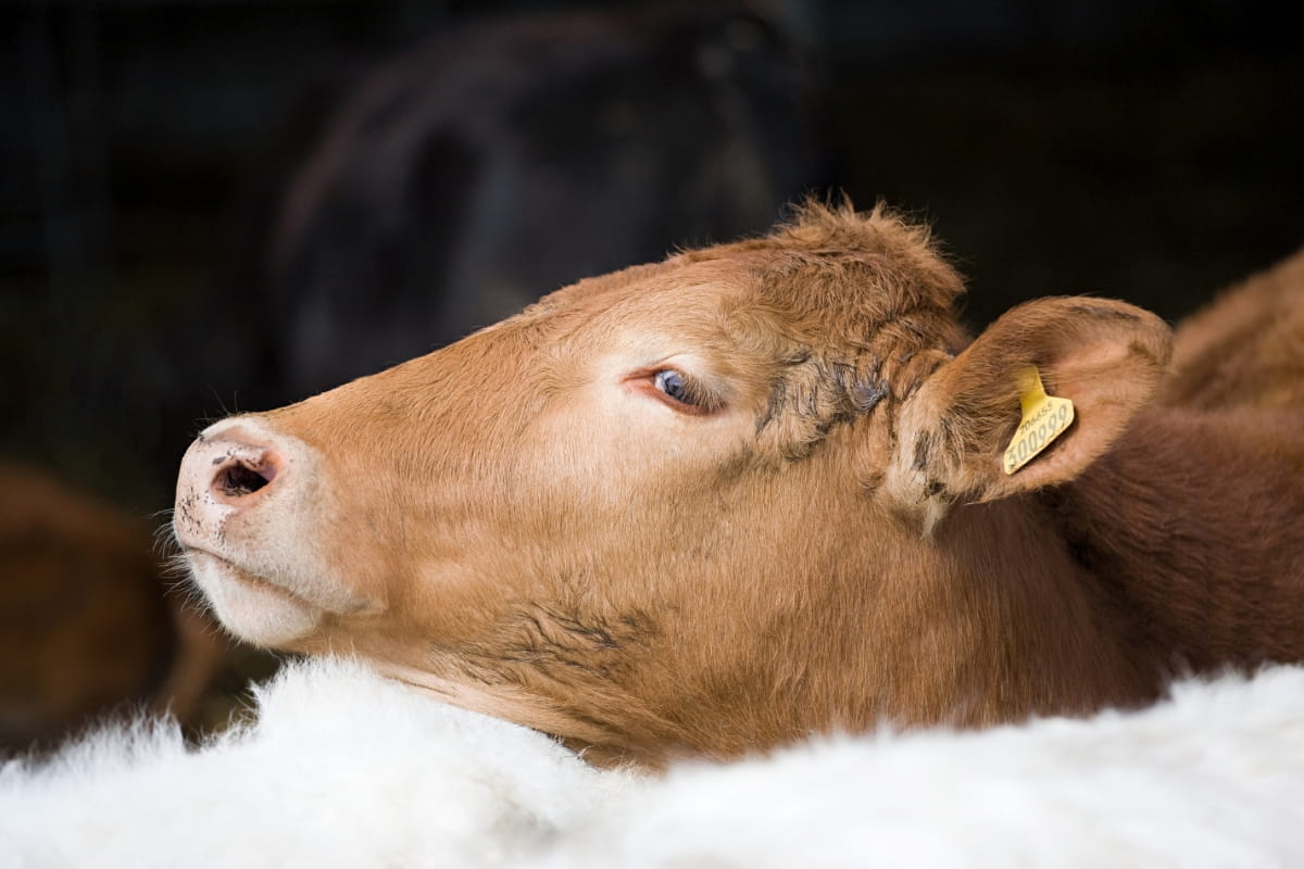How to Raise South Devon Cattle

