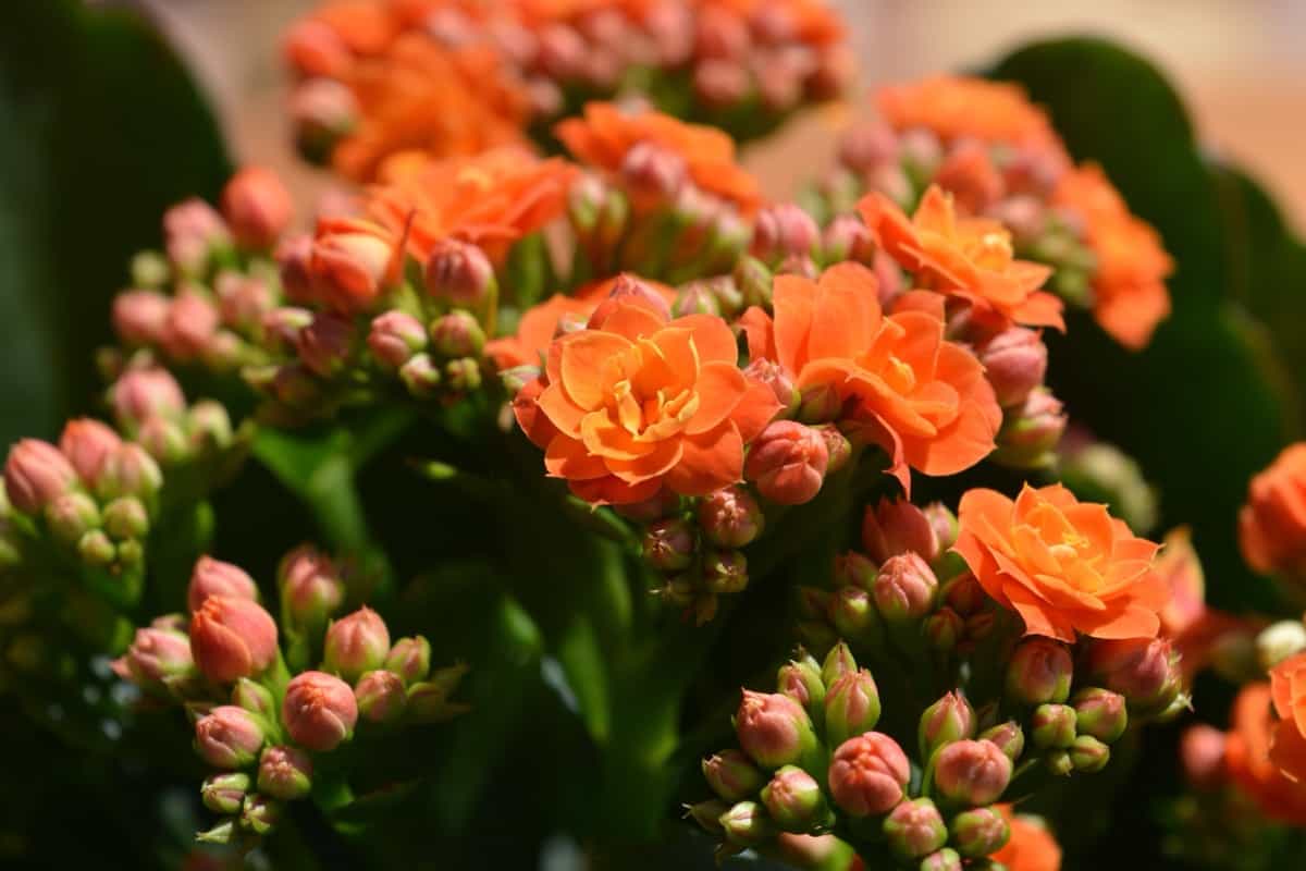 How to Revive a Dying Kalanchoe