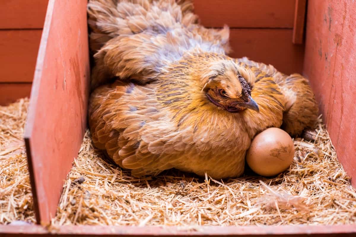 How to Utilize Broody Hen for Hatching
