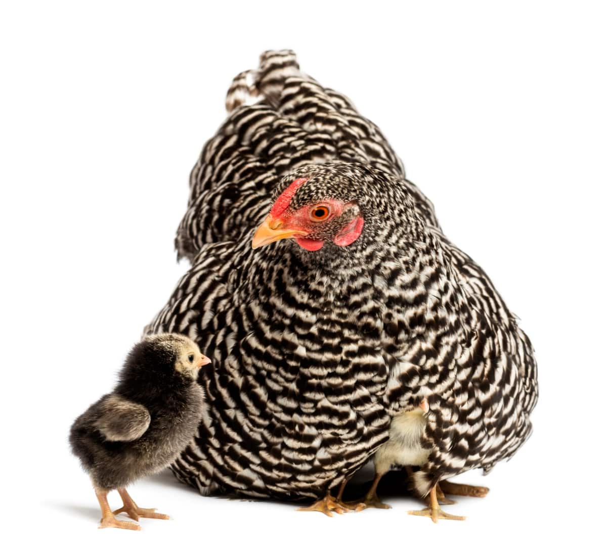 Chicks Hiding Under Mother Hen
