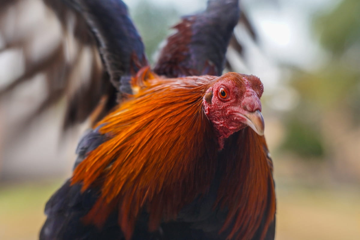 Brown Rooster