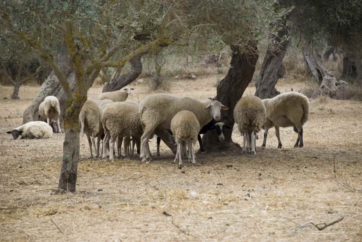 Laticauda Sheep