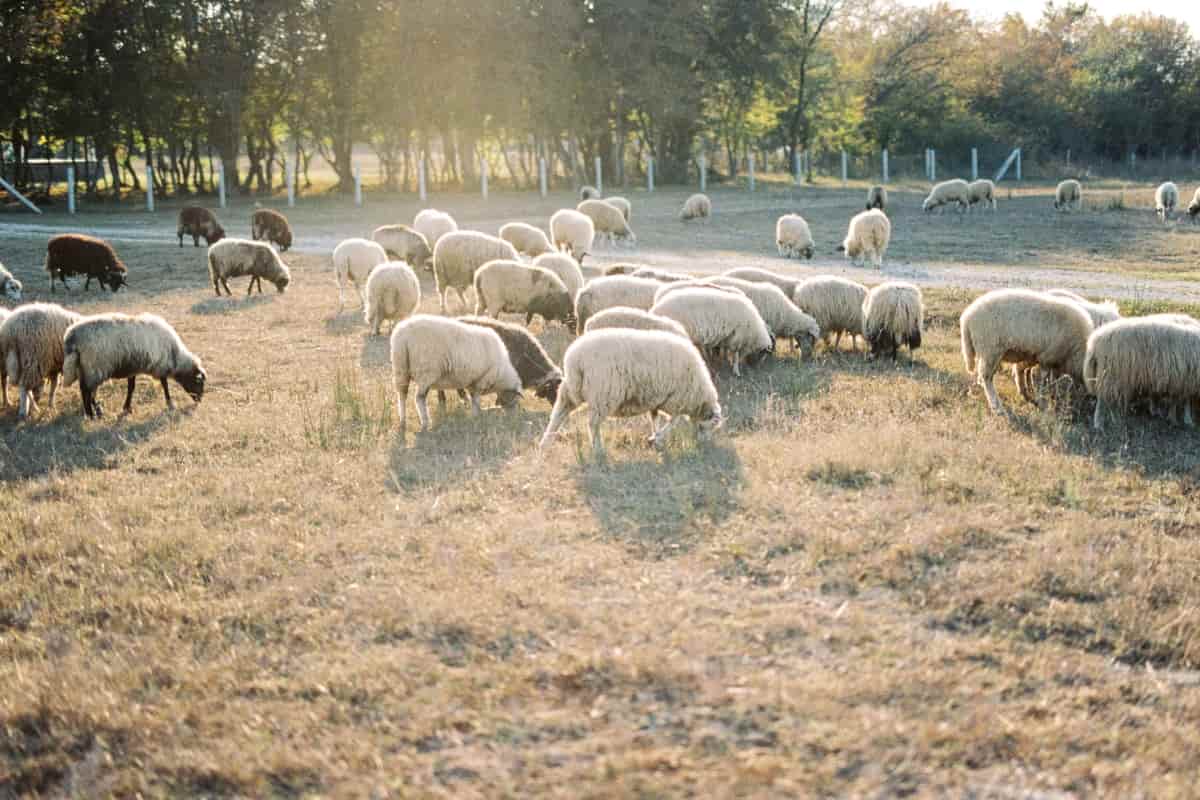Flock of Sheep Grazes on A Lawn