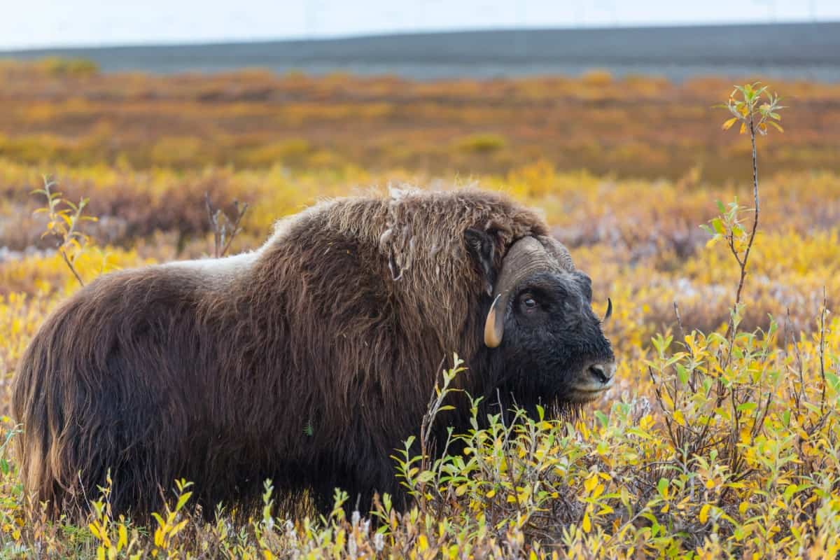 Musk Ox Facts
