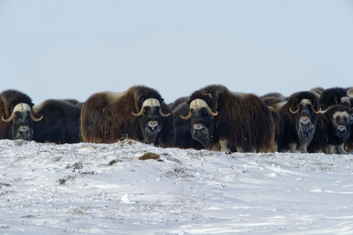 Group of Musk Ox