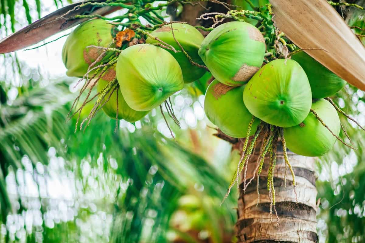 Causes of Non-Fruiting Coconut Trees