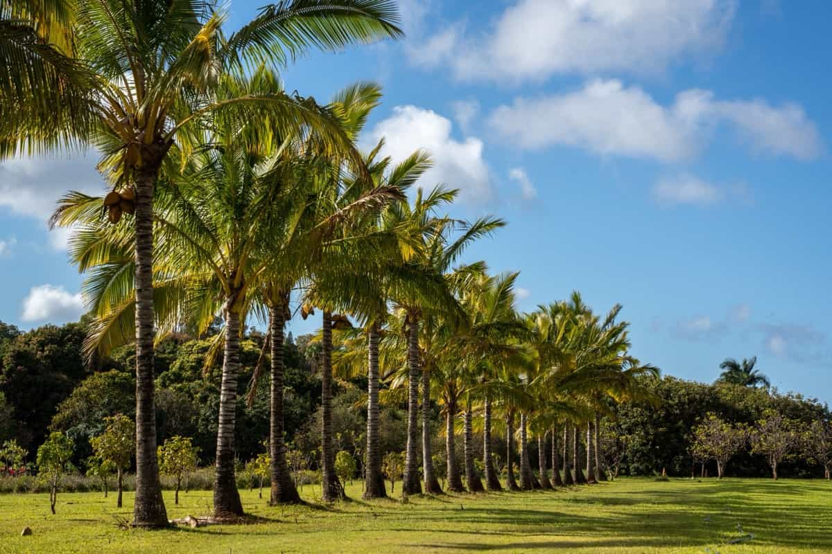 Row of palm trees growing in an exotic field