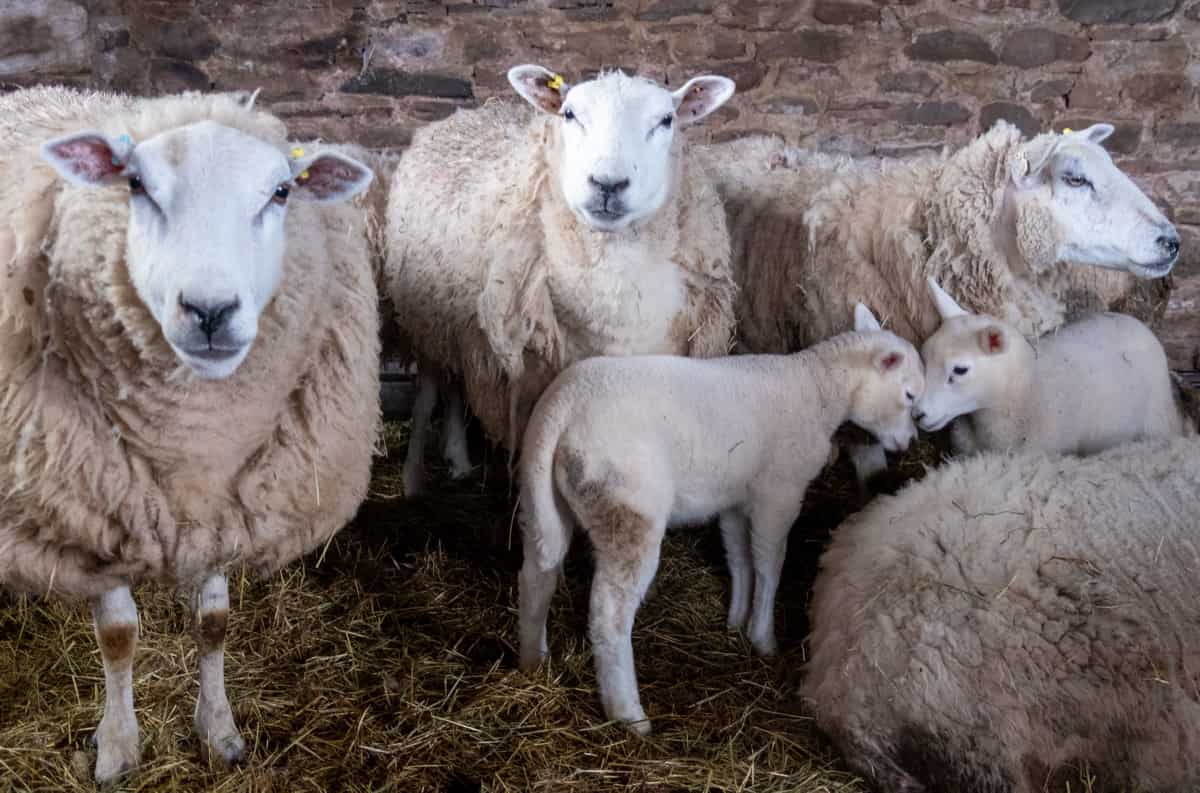 Flock of Ewes with Lambs in The Stable