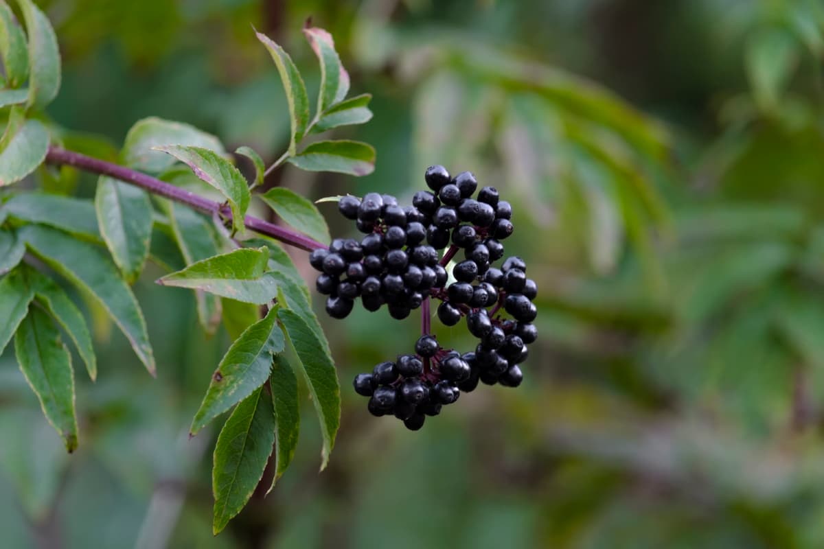 Propagating Elderberry Plants from Cuttings
