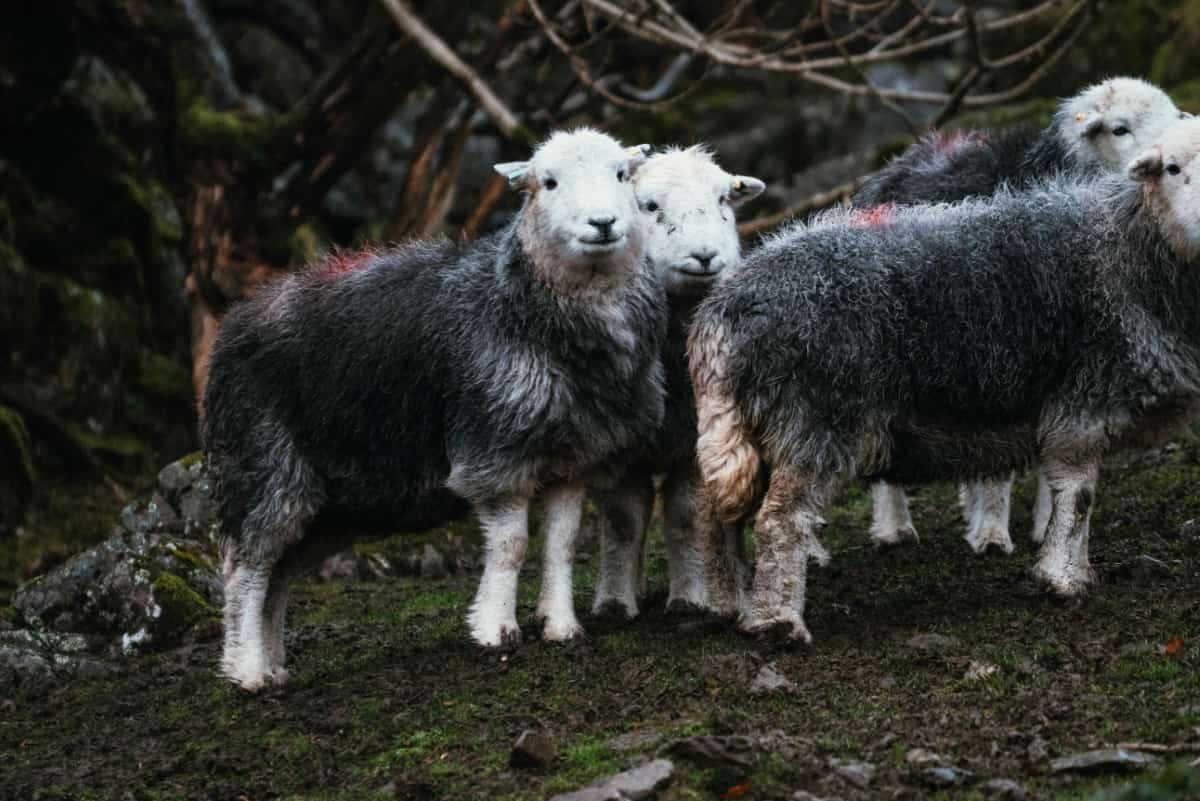 Raising Herdwick Sheep