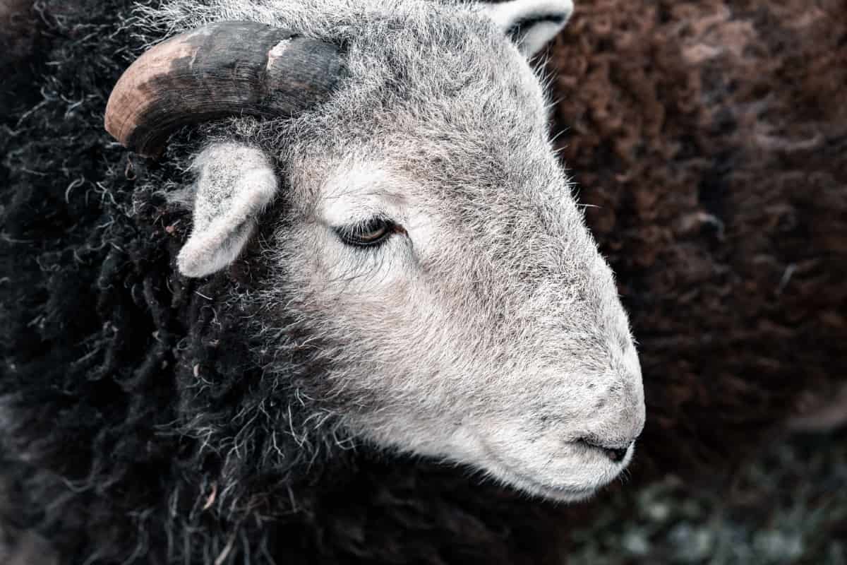 Closeup Shot of A Sheep