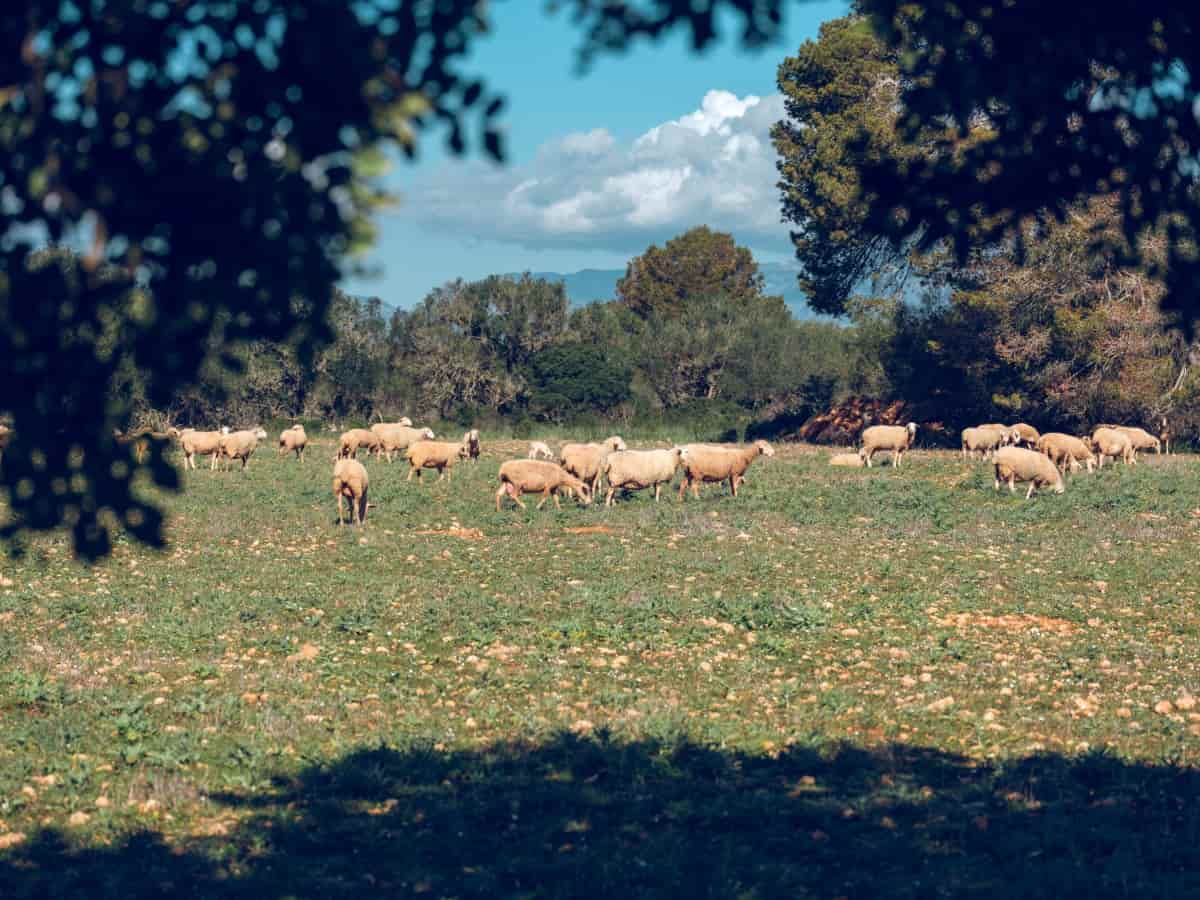 Herd of Sheep Pasturing on Lawn