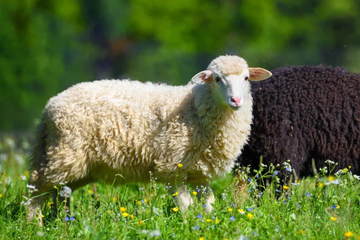 Sheep in A Meadow on Green Grass