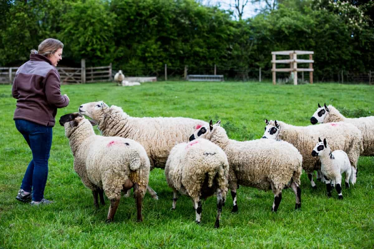 Raising Kerry Hill Sheep
