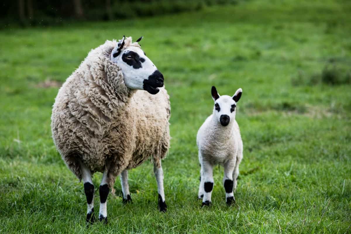 Kerry Hill Sheep and Lamb