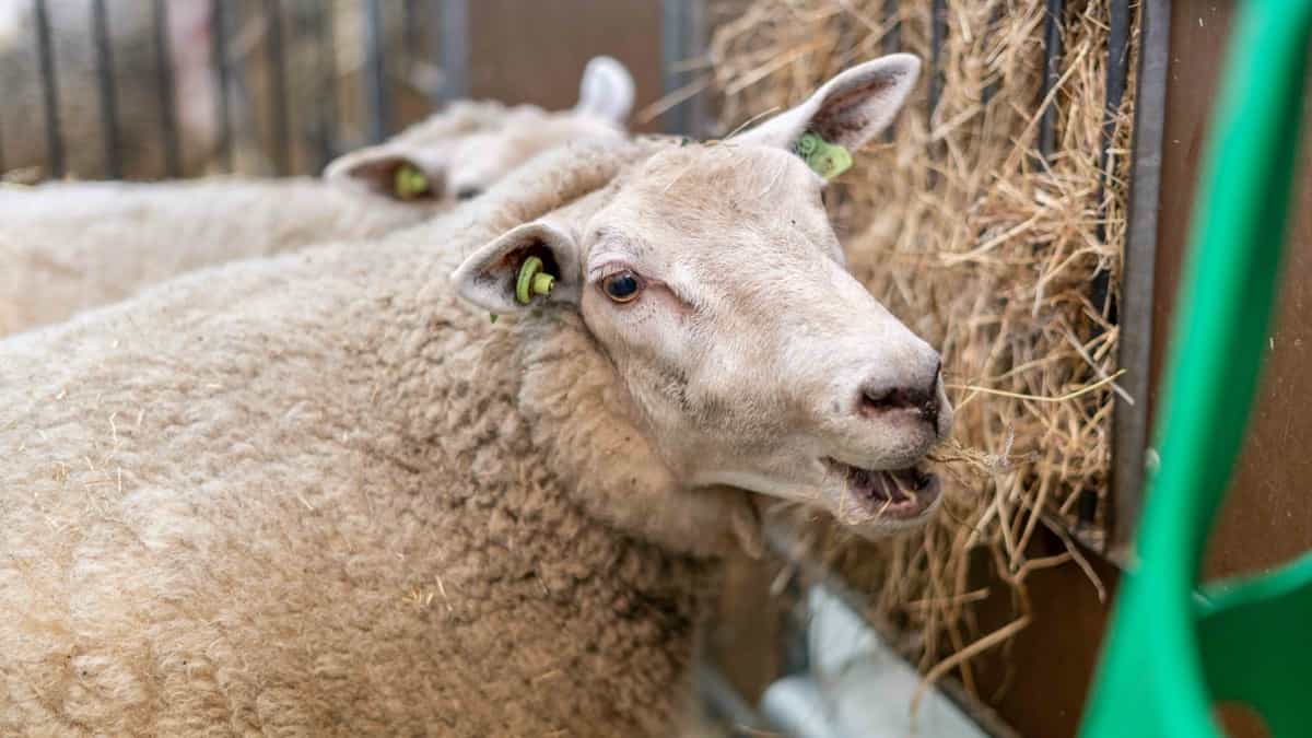Raising Lleyn Sheep