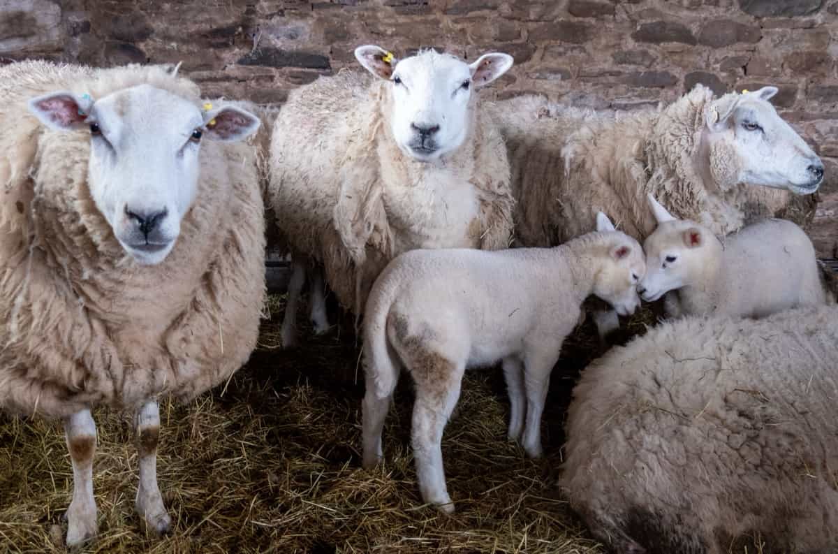 Flock of ewes with their lambs in the stable