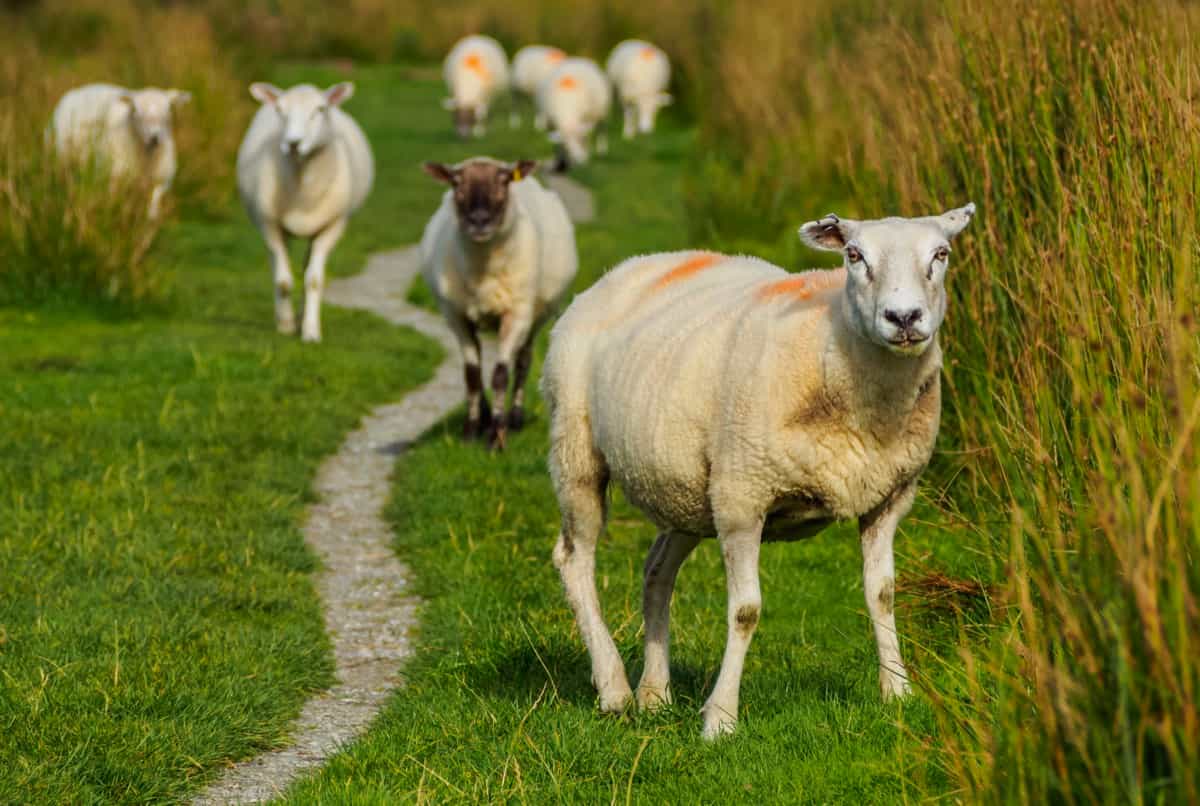 Sheeps in Scottish Highlands