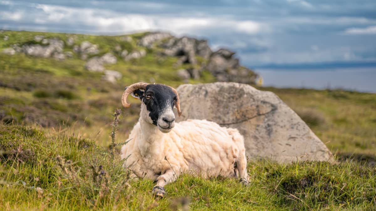 Raising Lonk Sheep