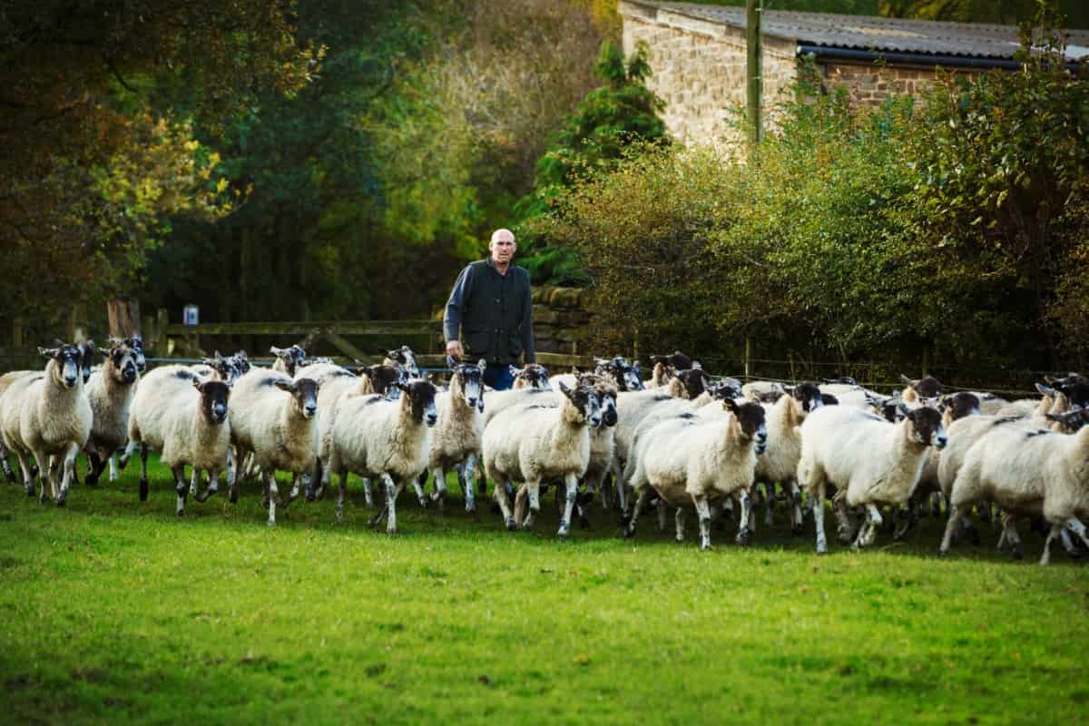 Large Flock of Sheep