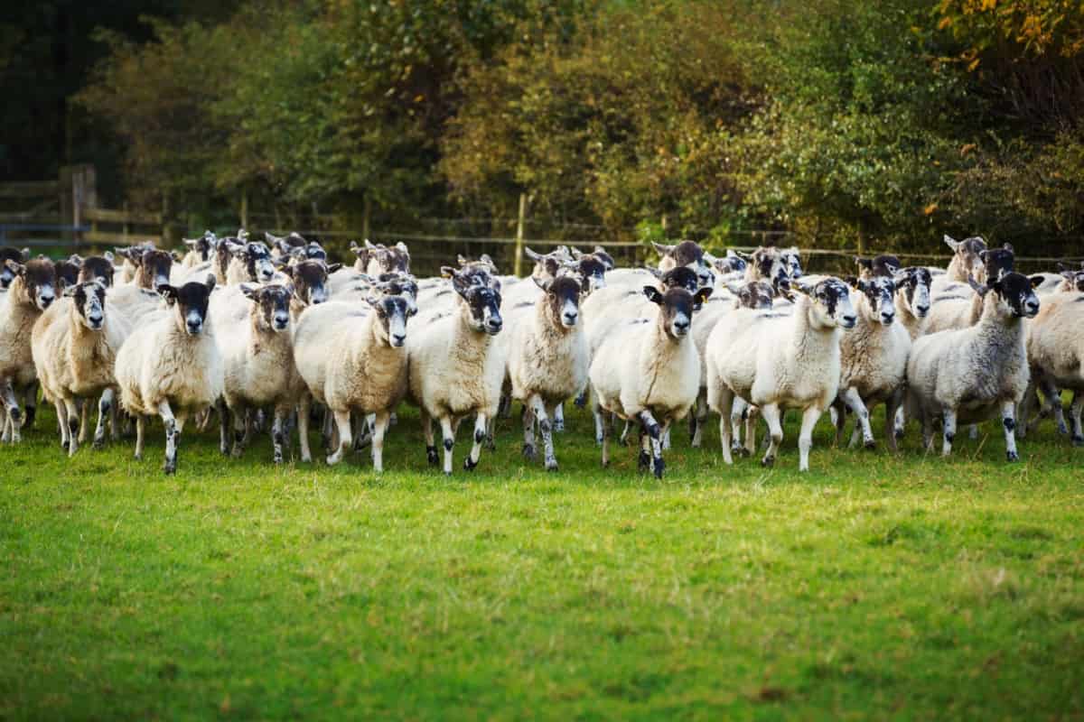 Large Flock of Sheep on A Meadow