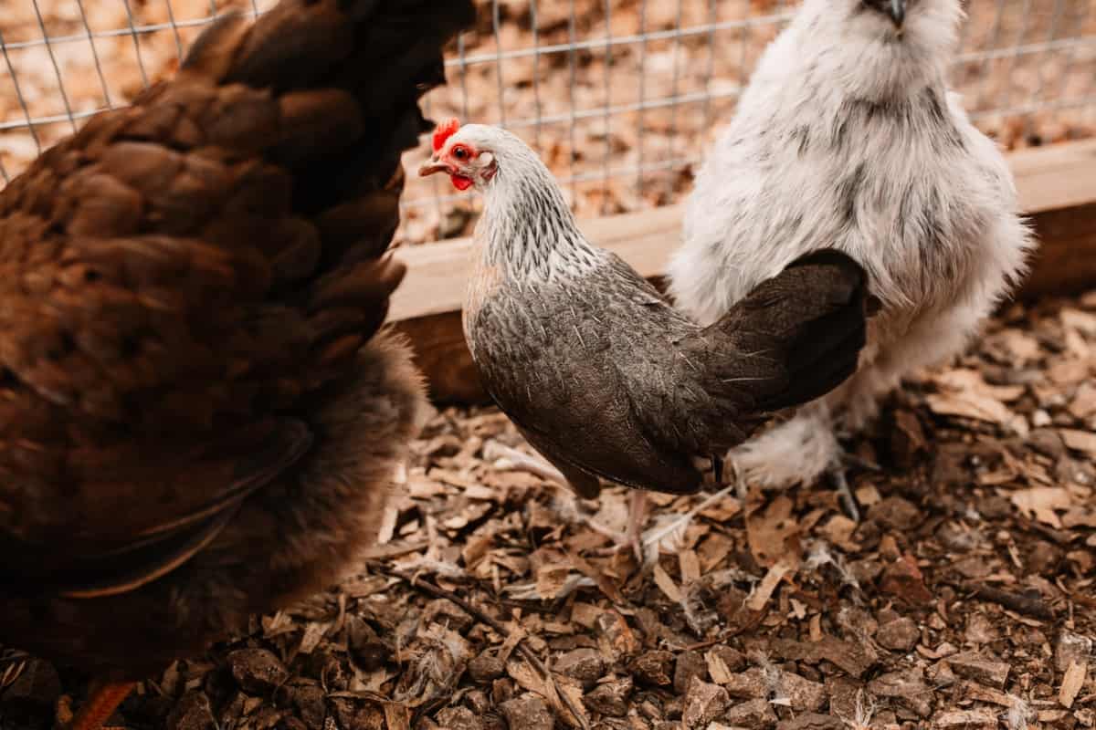 Raising Norfolk Grey Chickens