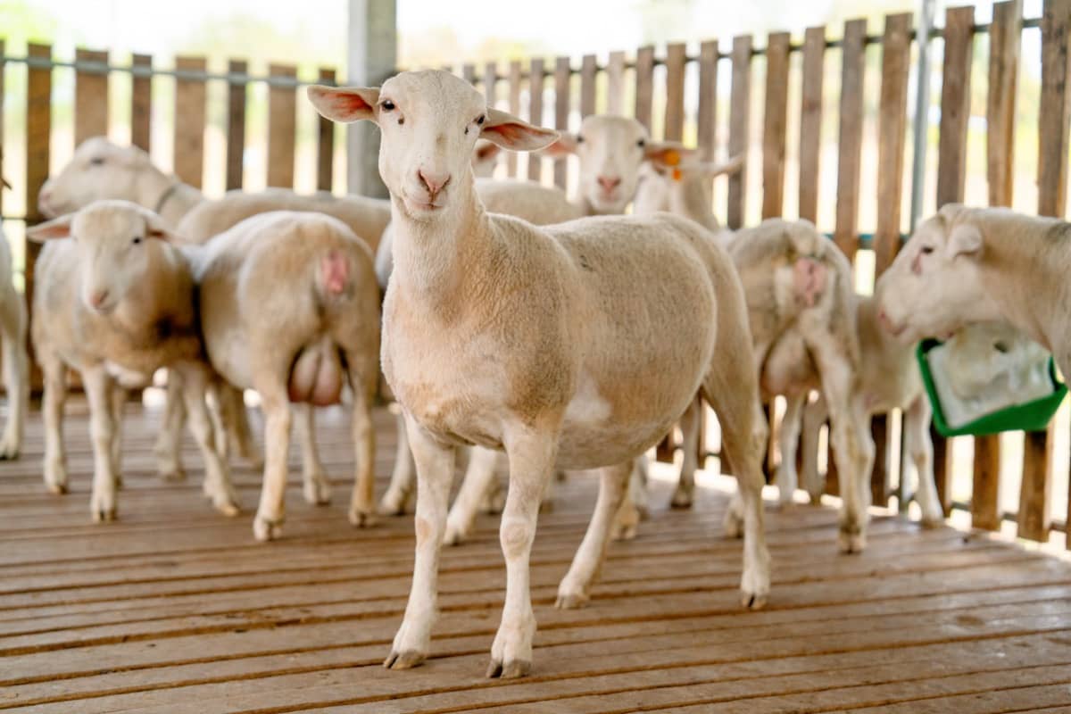 Rideau Arcott Sheep Farming