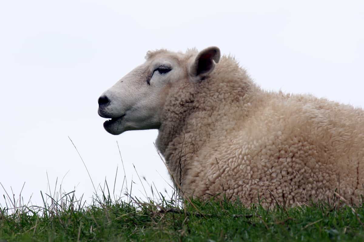 Sheep Grazing Outdoors