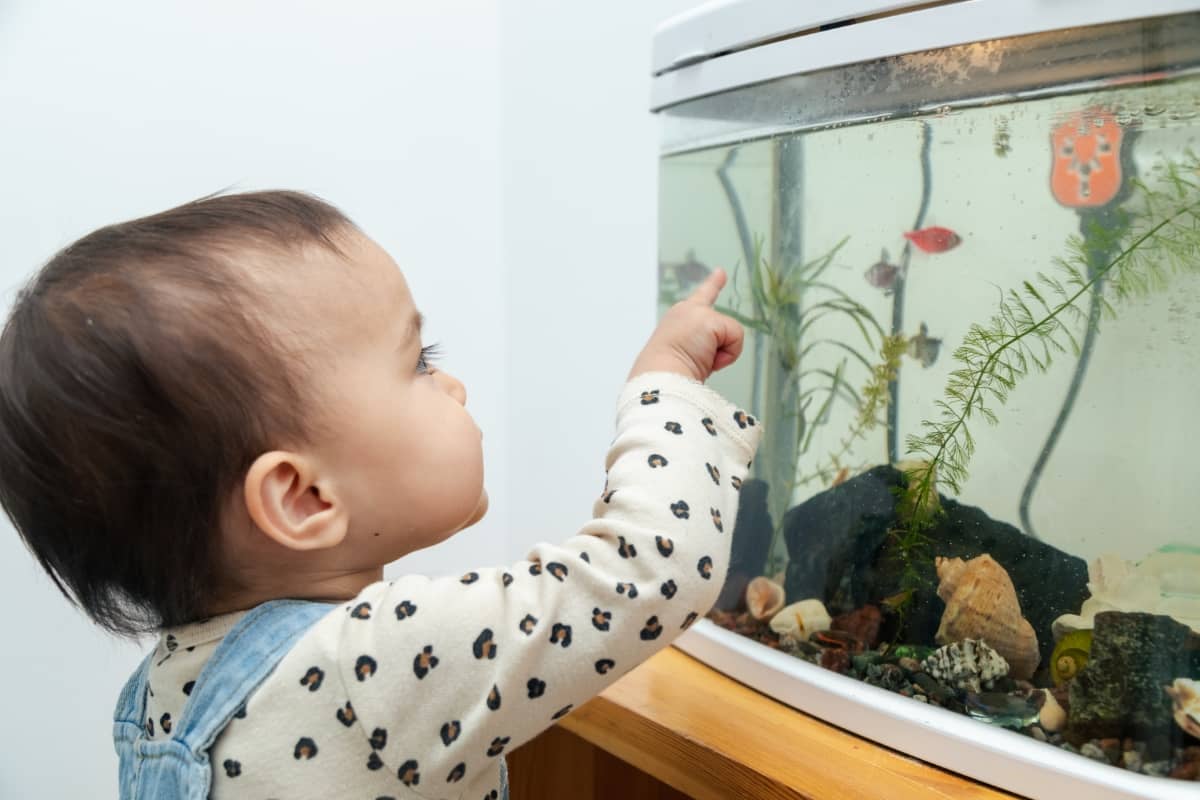 Toddler Looking at Aquarium