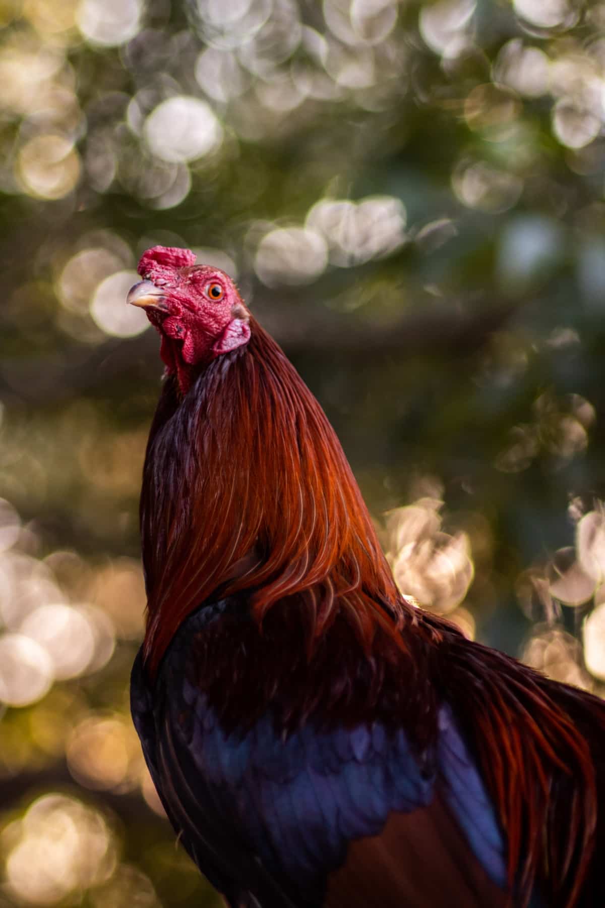 Vertical Shot of A Brown Rooster