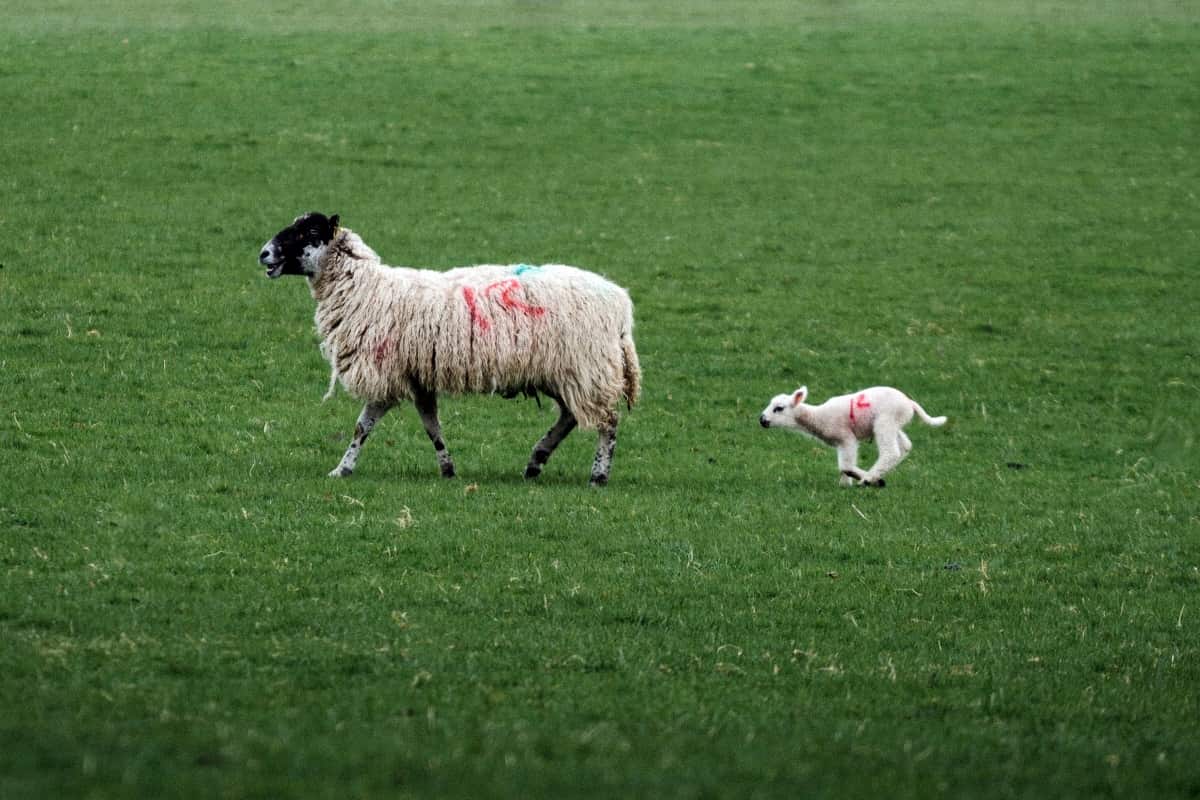 Sheep at The Farm