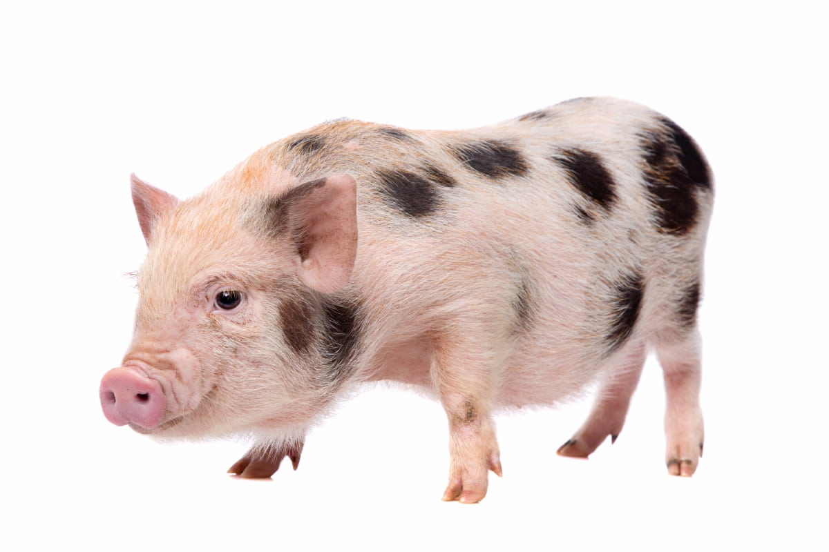 Ultimate Guide to Teacup Pigs