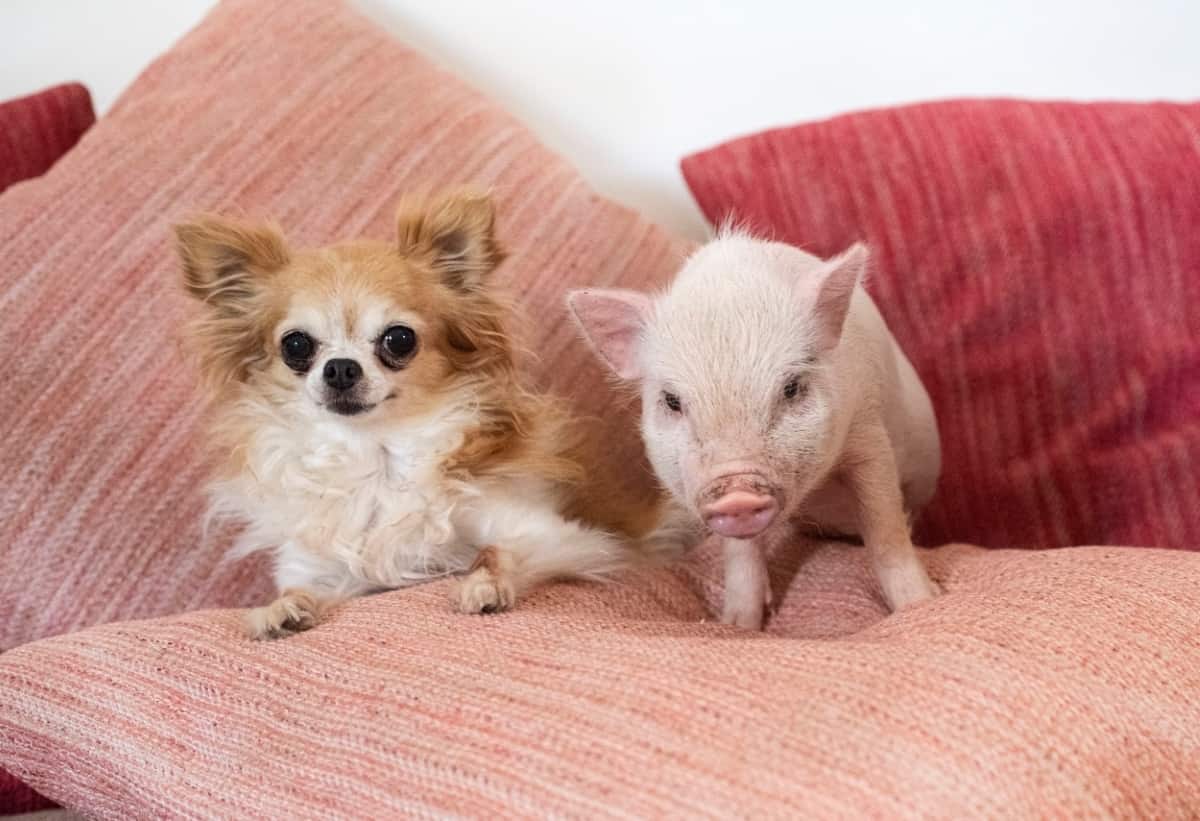 Miniature Pig and Chihuahua in An House