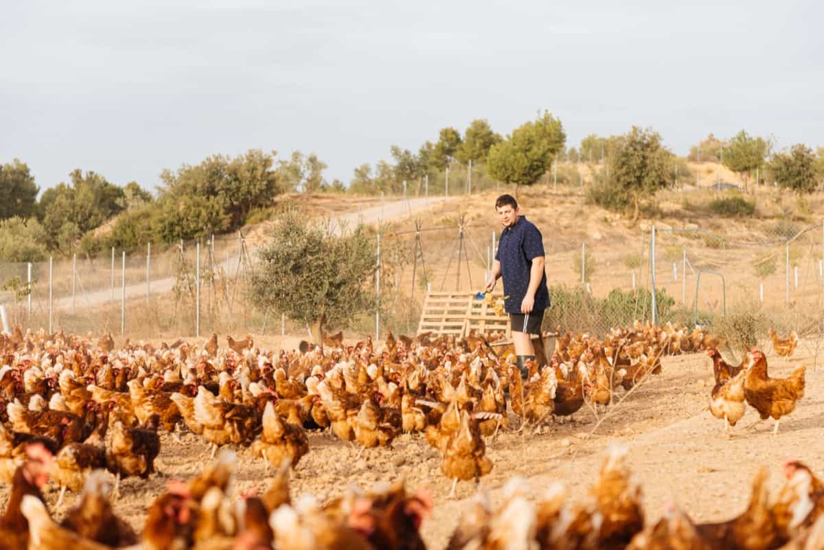 feeding chicken on eco ranch