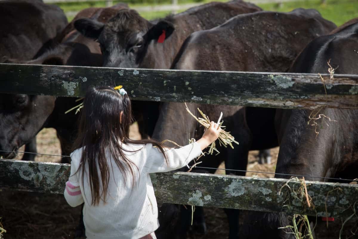 Feeding Cattle