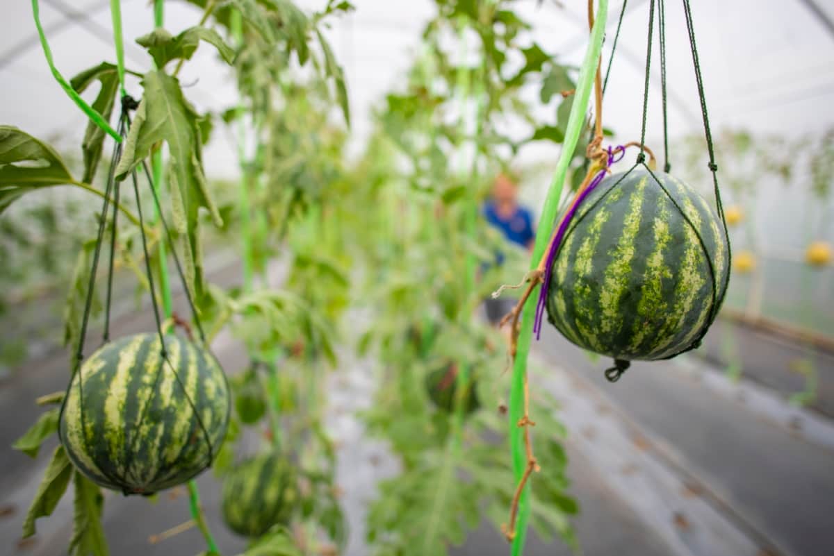 Watermelon Cultivation in Greenhouses