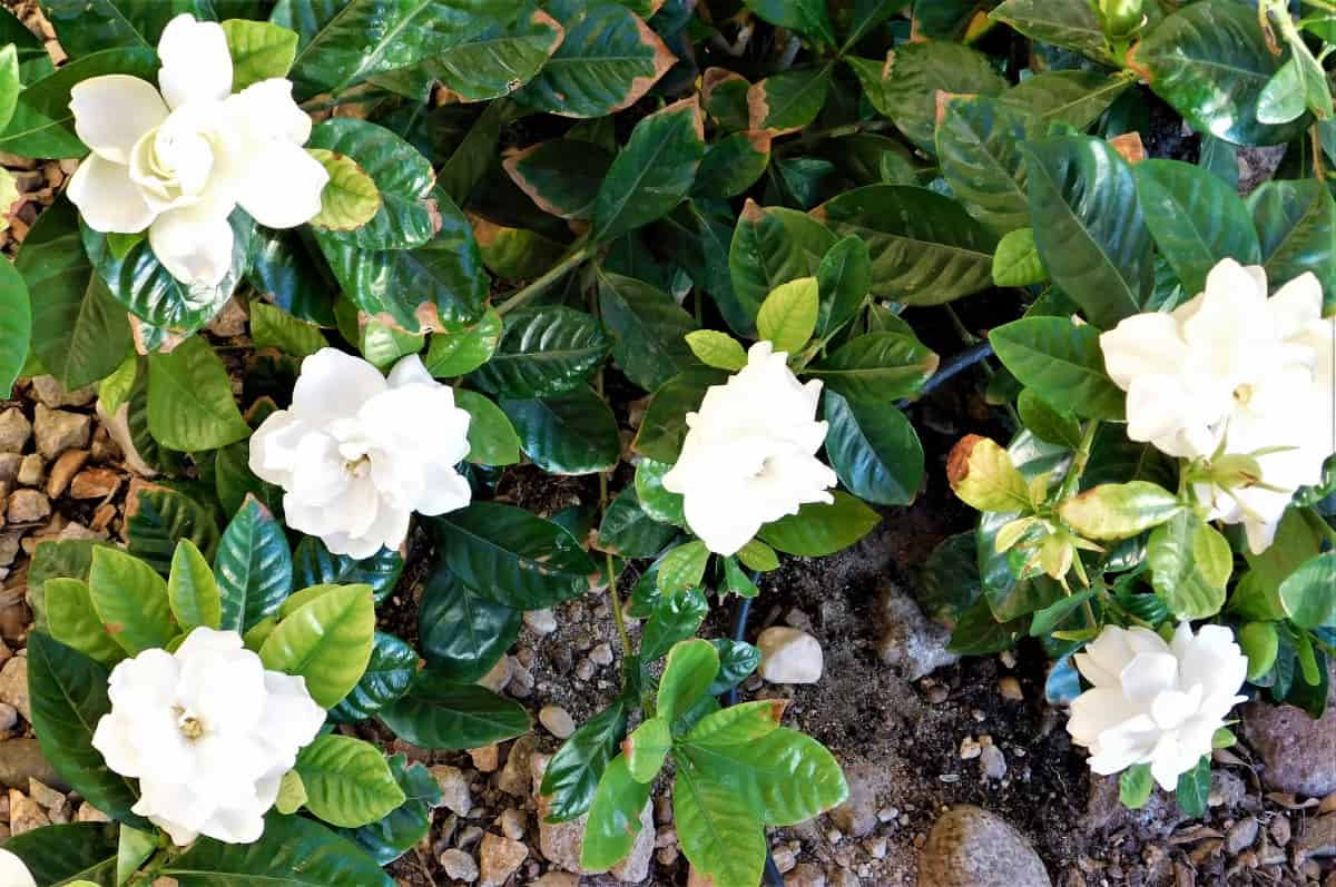 Why Your Gardenia Buds are Falling off