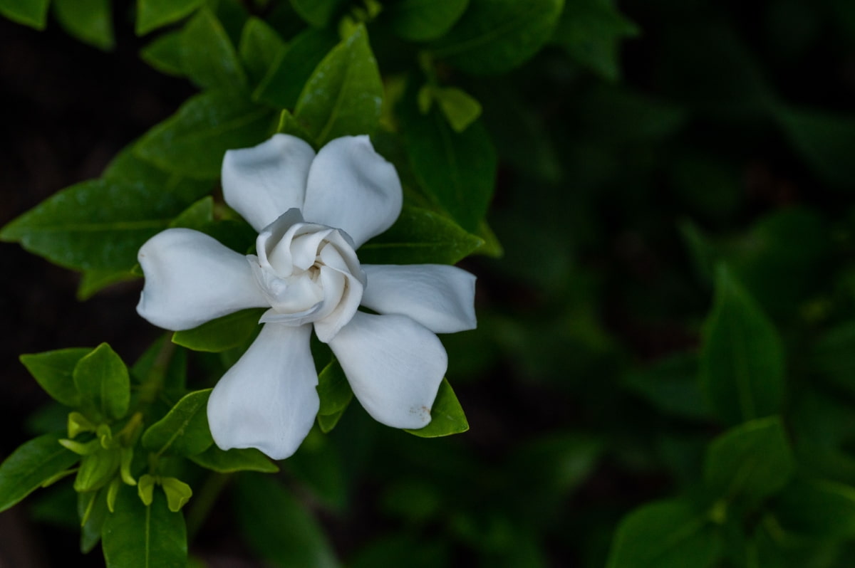 White Gardenia Flower 