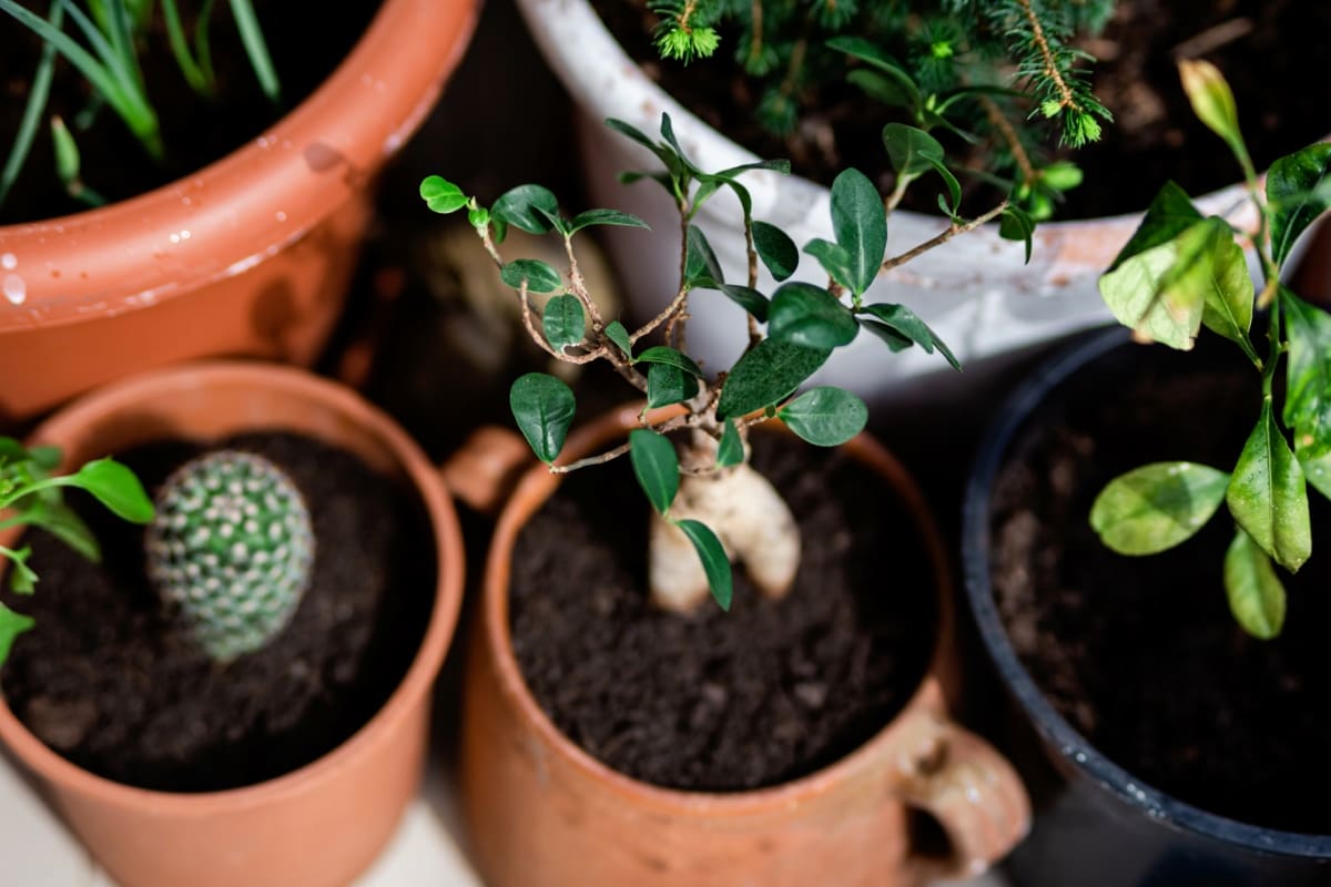 Why Your Potted Plants Are Not Growing
