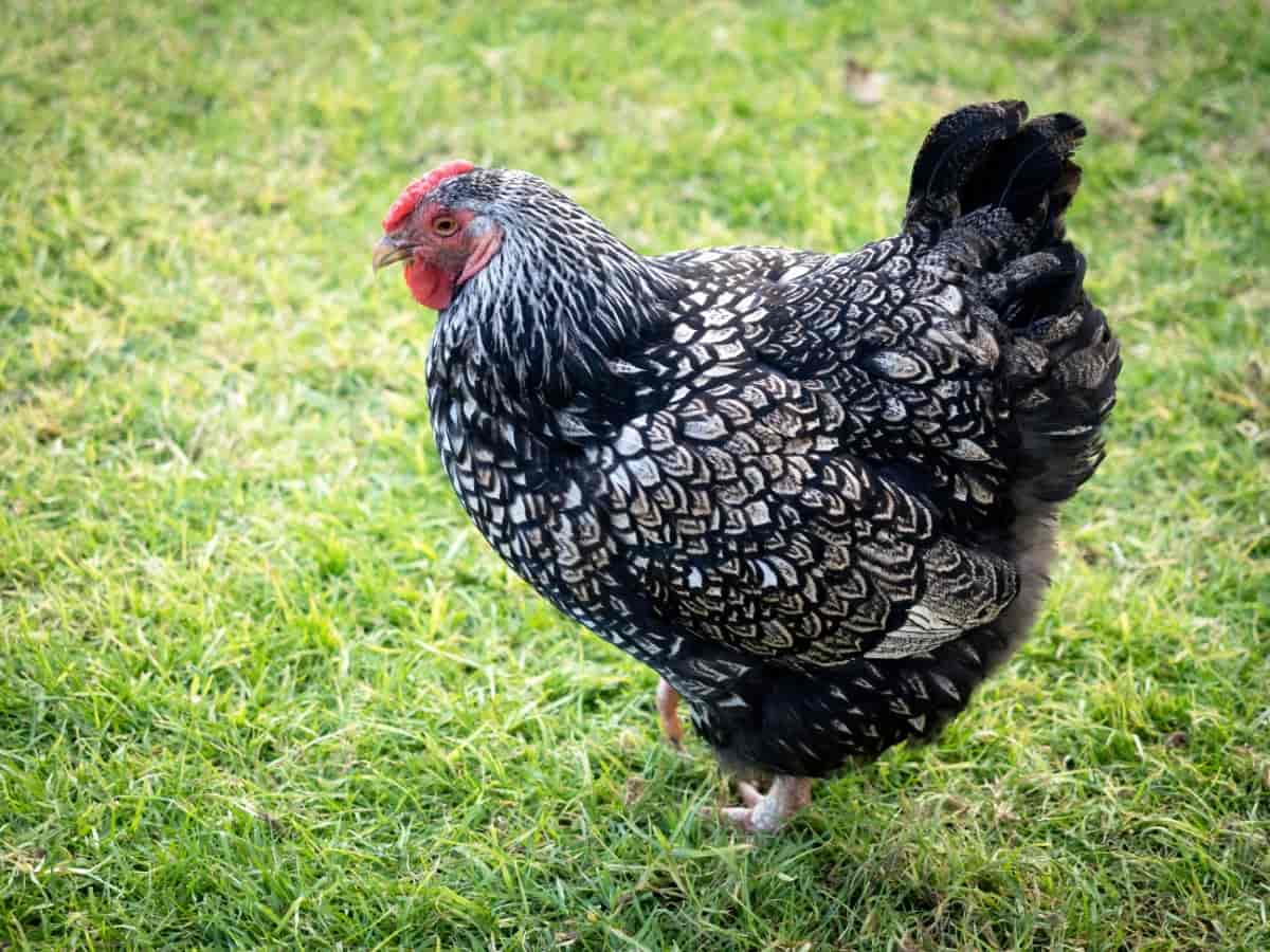 Silver Laced Wyandotte Chicken