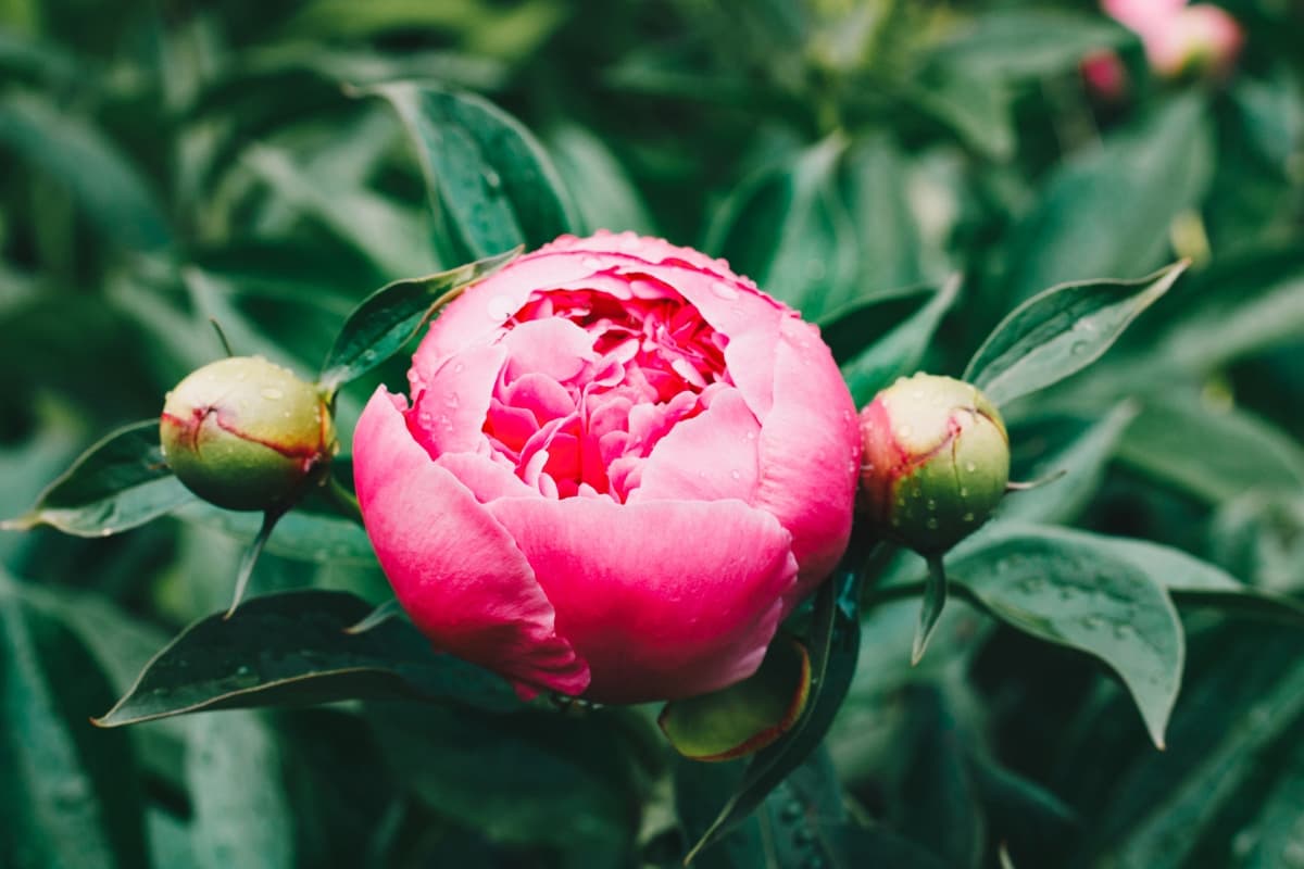 10 Reasons Why Your Potted Peony is Not Blooming