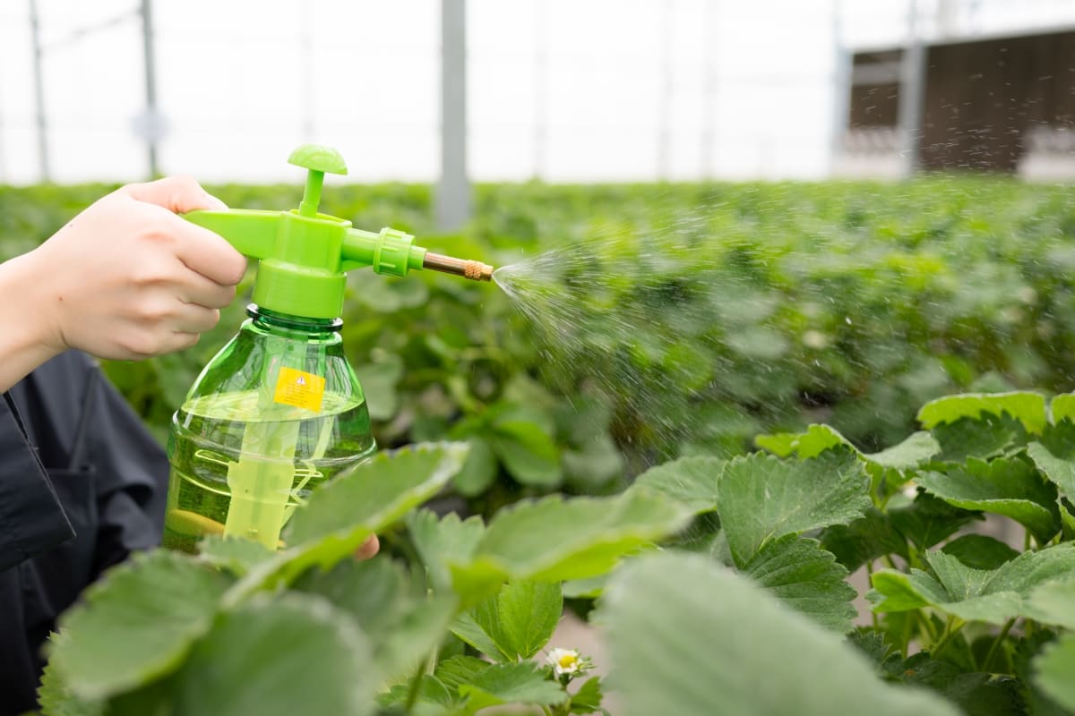 Injecting Nutrient Water onto Strawberry Leaves