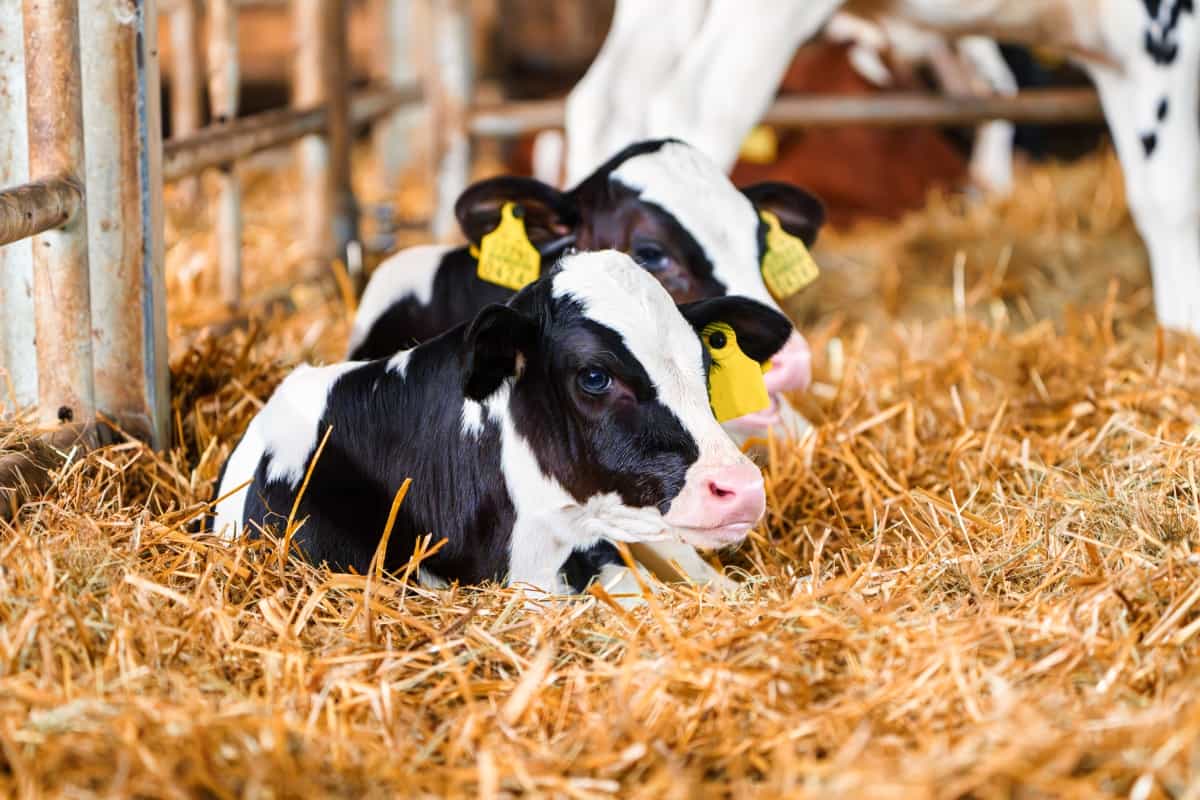 Calf Lying Inside Dairy Farm