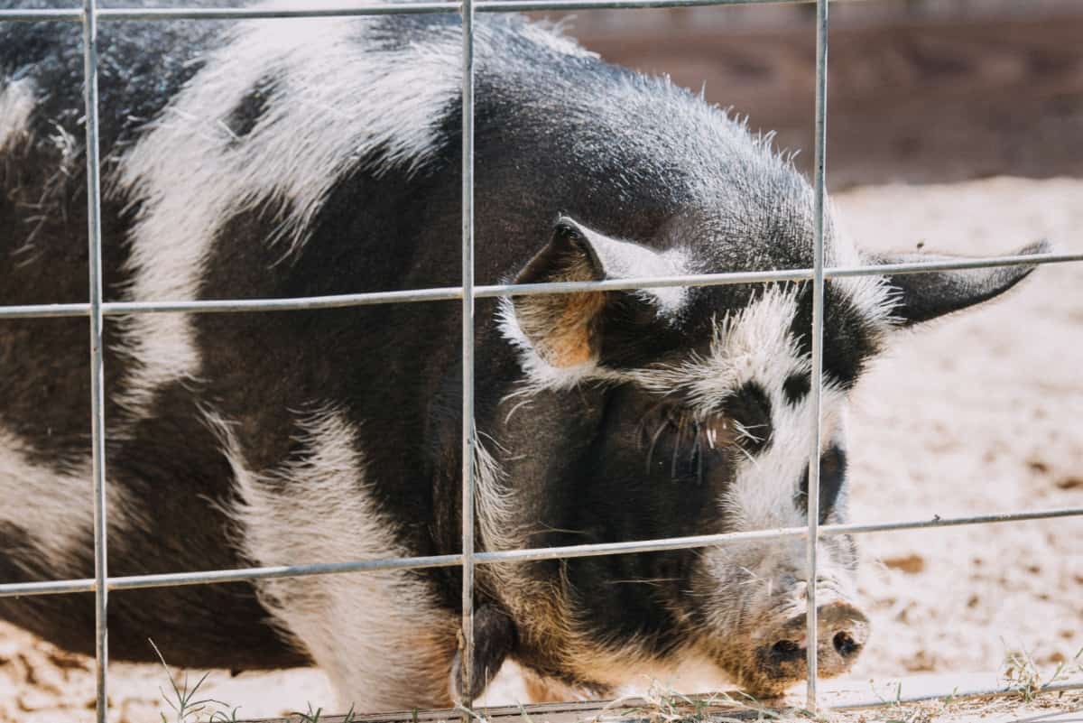 Cheap Pig Fencing Ideas
