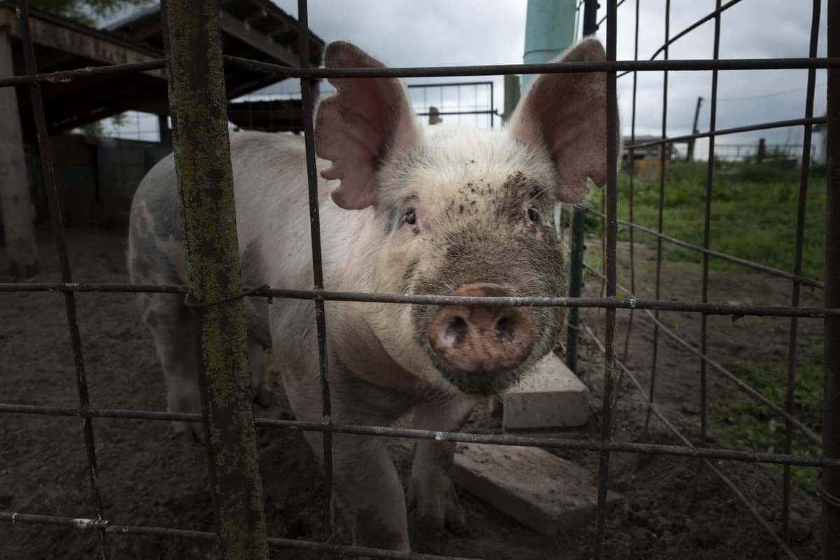 Pig Inside the Fence