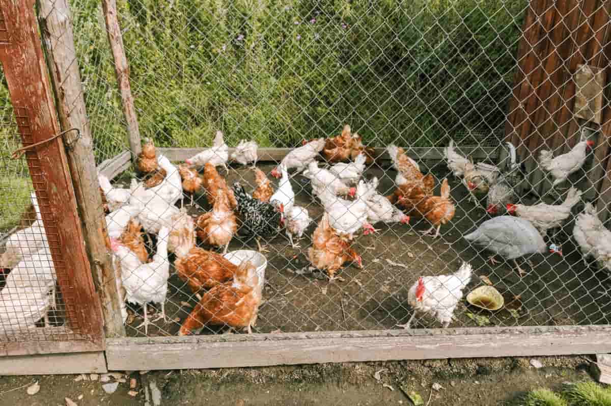 Chickens Behind a Fence